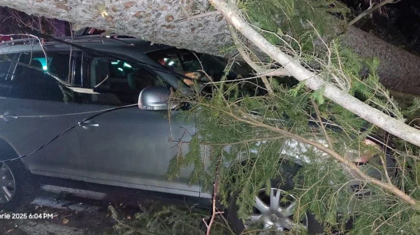 Mai mulți copaci au căzut la Sinaia din cauza vântului puternic